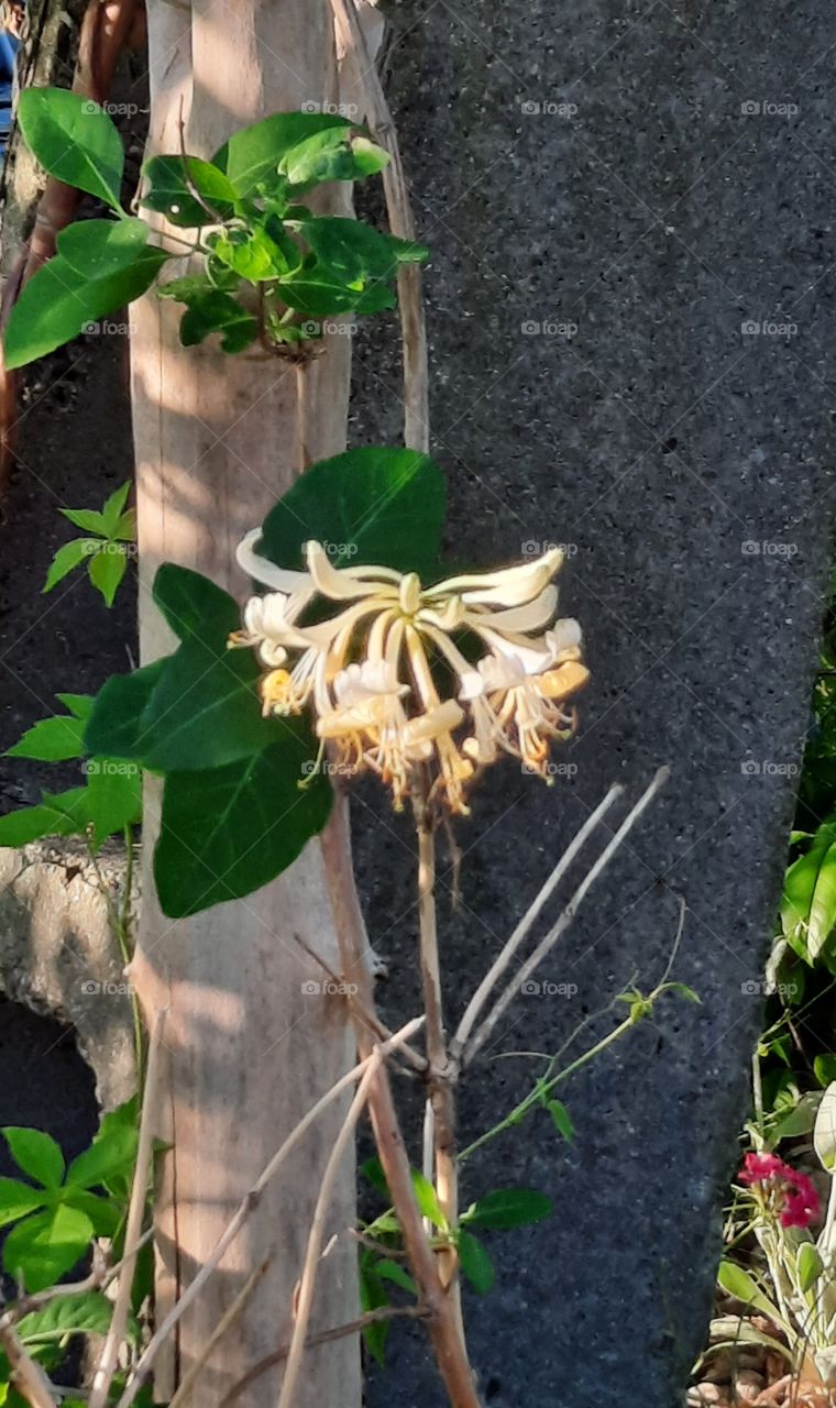 yellow flowers of fragrant honeysuckle in sunshine