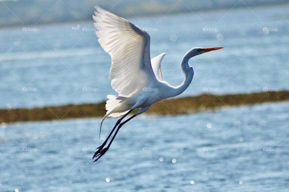 Flight of an Egret. Spooked by an airboat