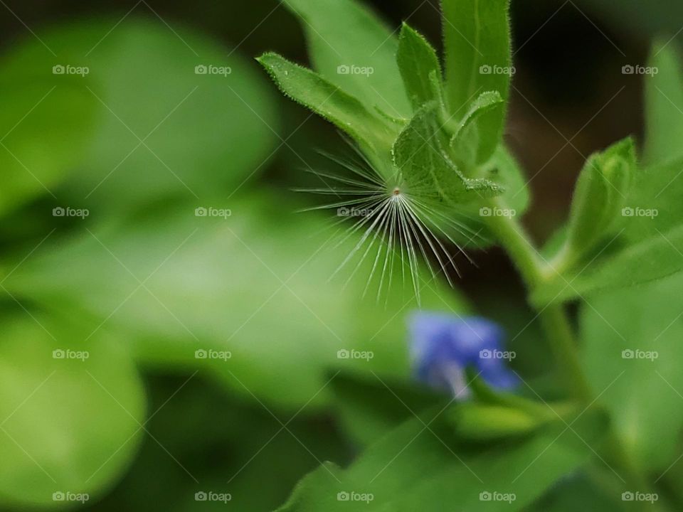 Wild flower seed hanging from plant