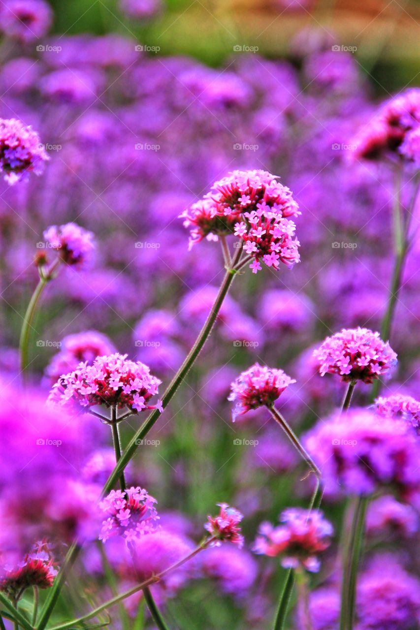 Close up of flowers in park