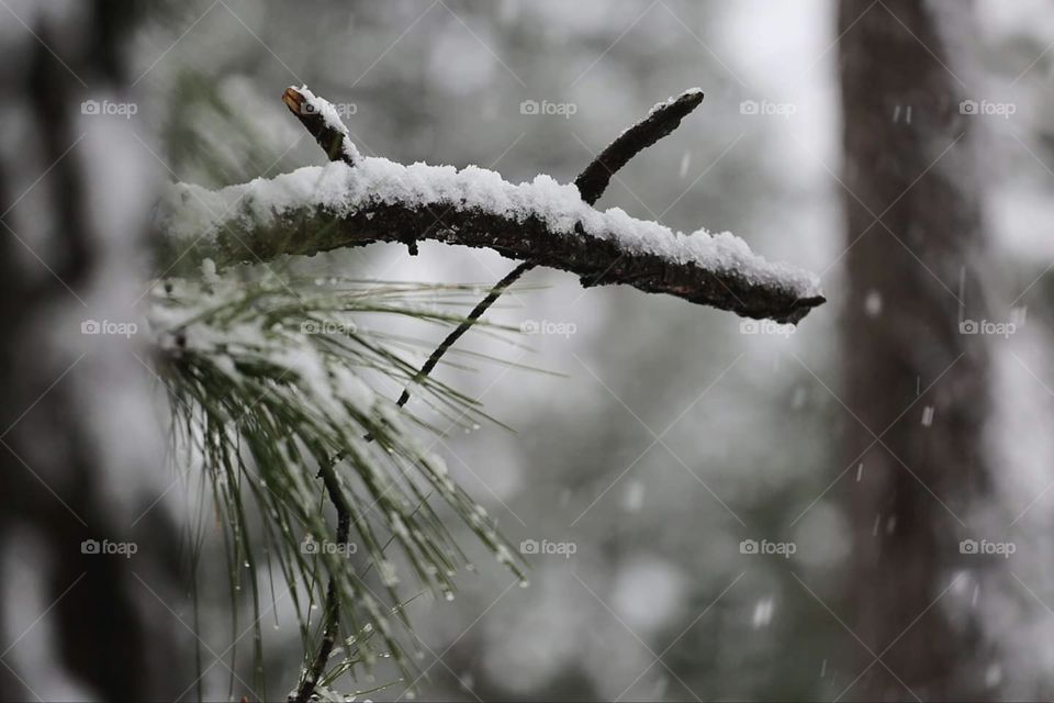 Spring snowstorm surprises nature with a dusting of the white stuff in the mid Atlantic region.