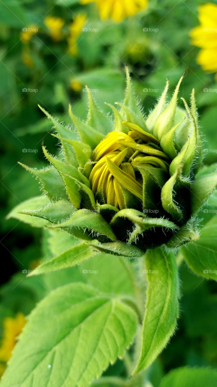 sunflower bud evening light