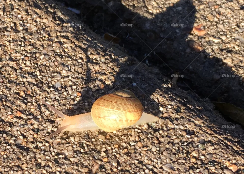 Snail