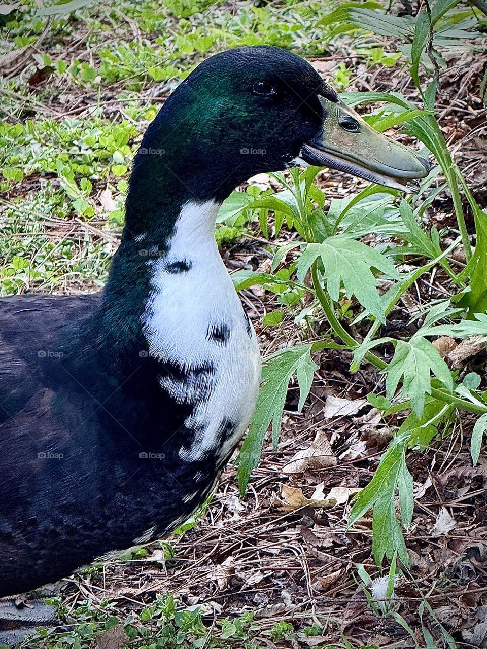 Mallard Duck Sideways