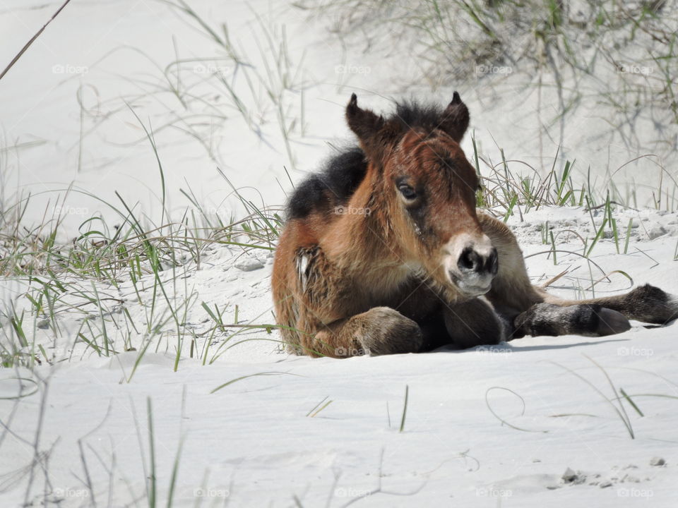 Wild pony on beach