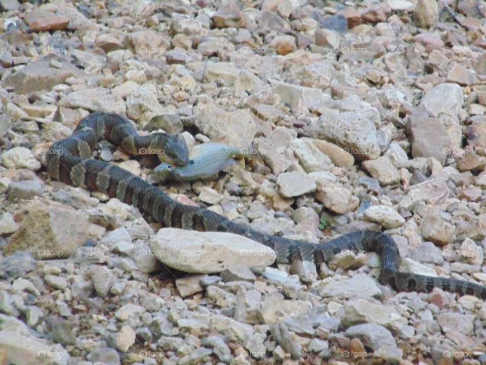 Water snake with Prey