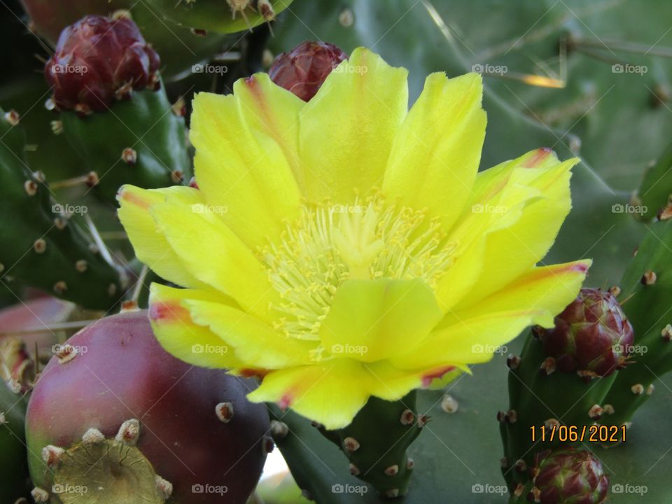 hermosa flor en el camino