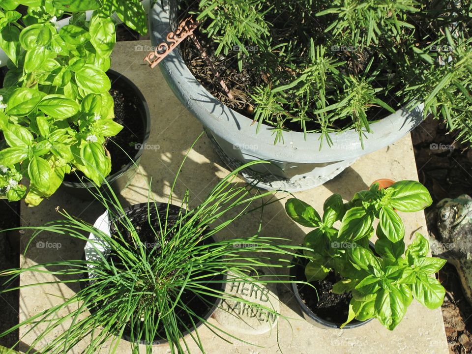 Potted herb garden with basil, chives and rosemary