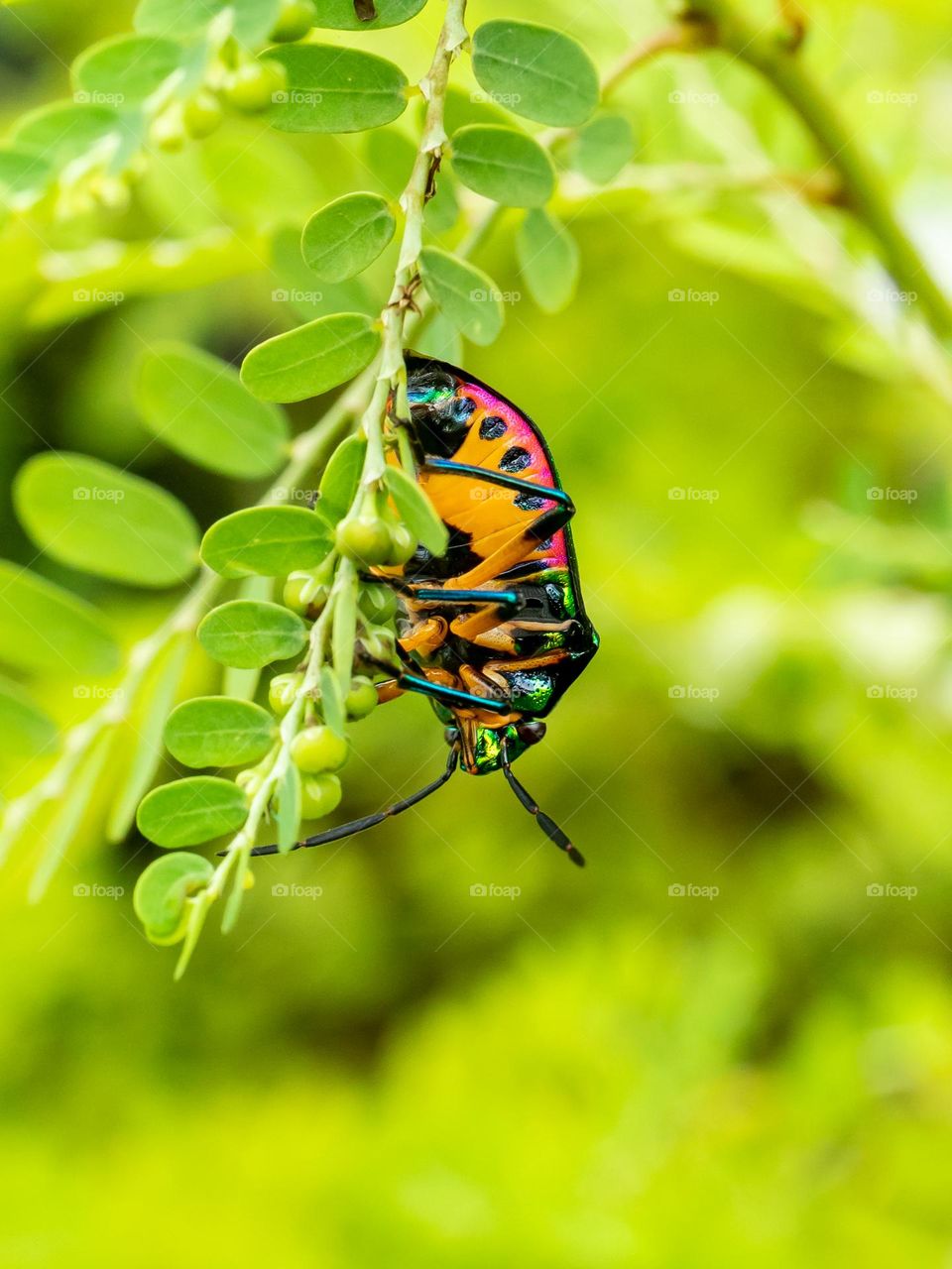 Closeup of Beautiful Jewel bug