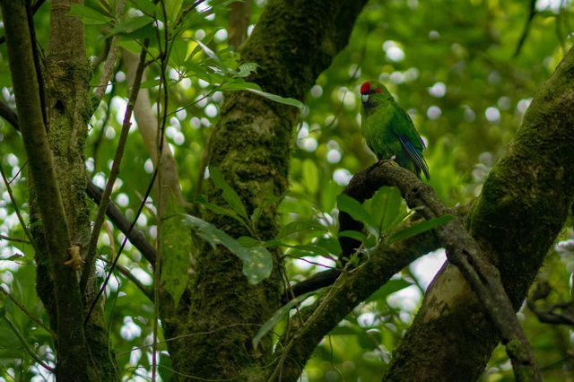 Parrot