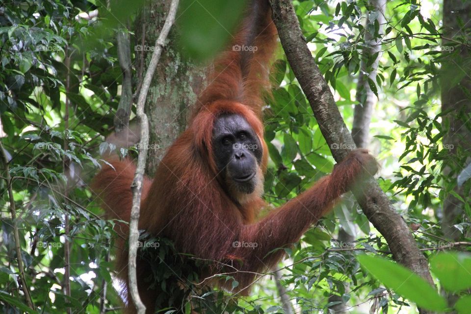 Sumatran orangutang