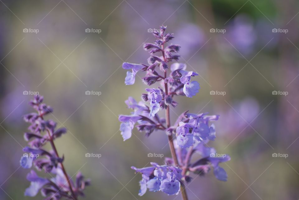 purple flowers