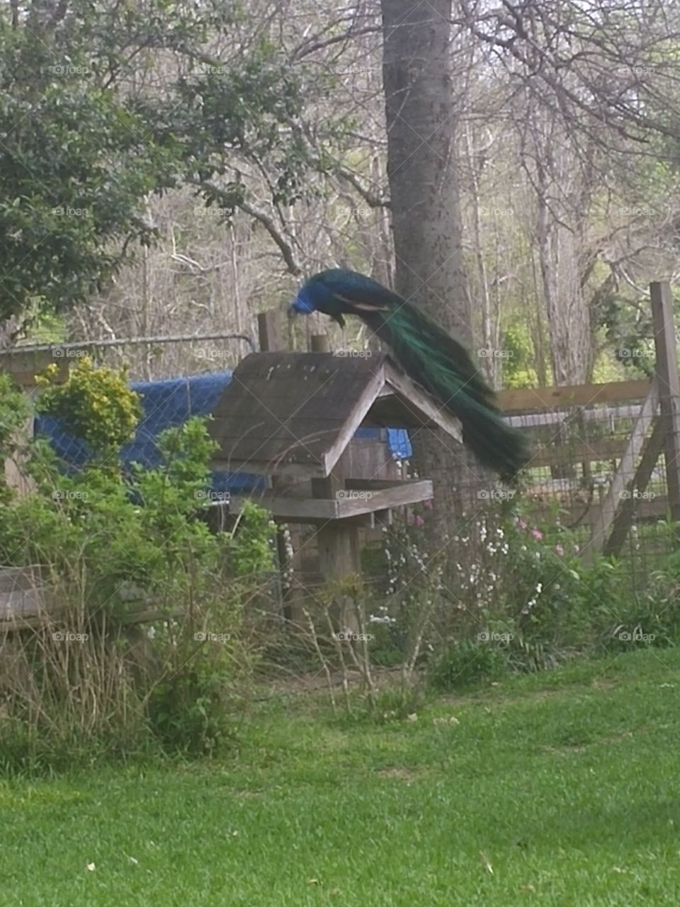 Peacock
