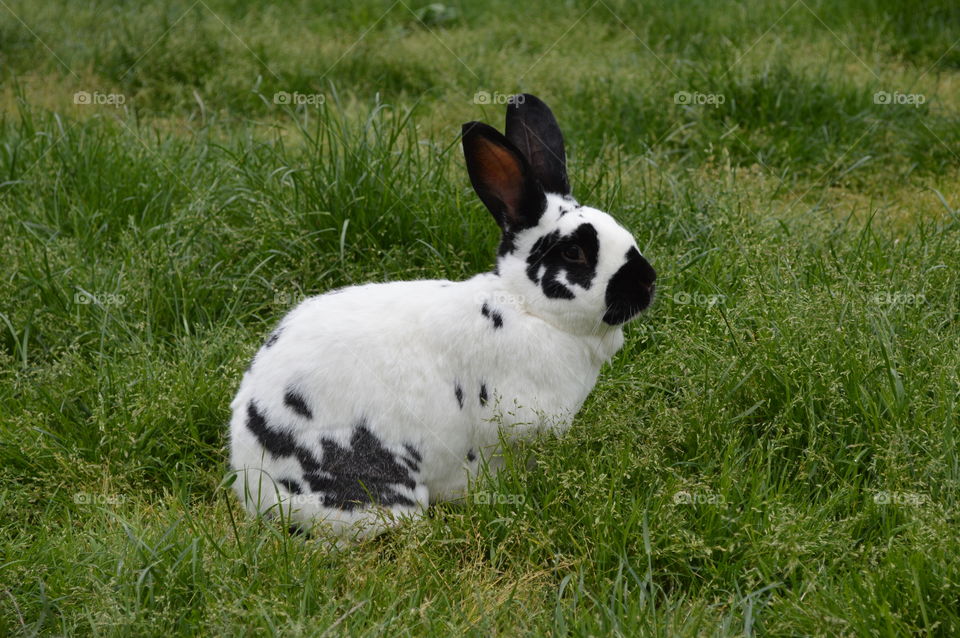 Animals having a hay day