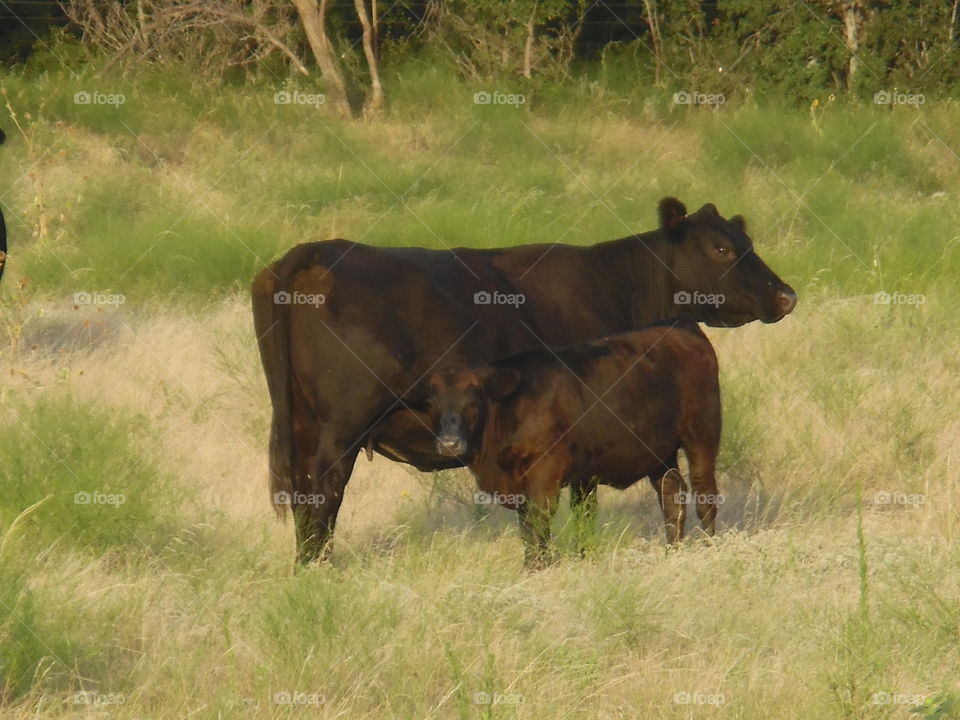 my momma. This is a picture I took of some cows. 👣 🚶 🏃 🔥 💨