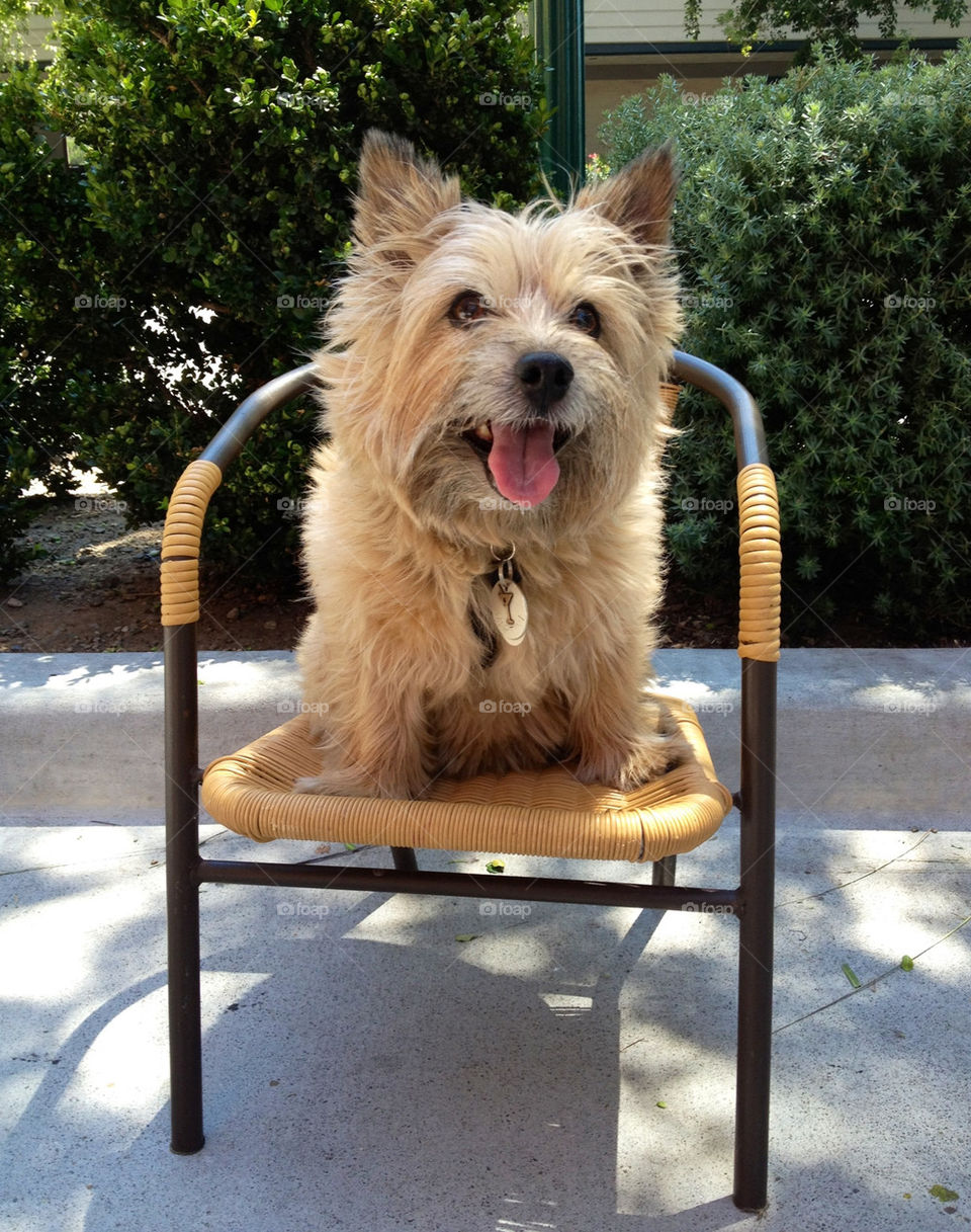 chair dog cute animals by martini