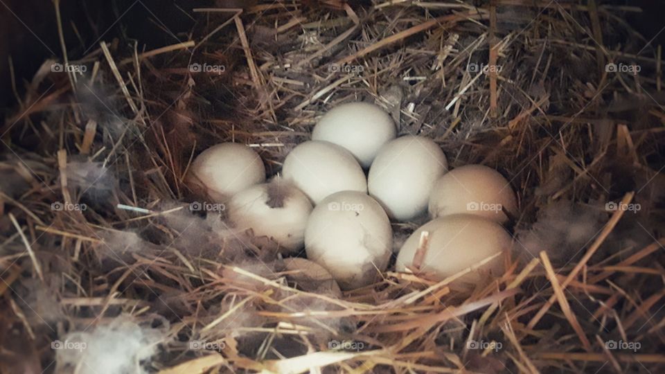 nest of duck eggs on the farm