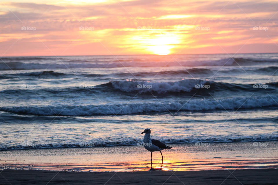 Sunset Stillness. Taken in Cannon Beach, Oregon