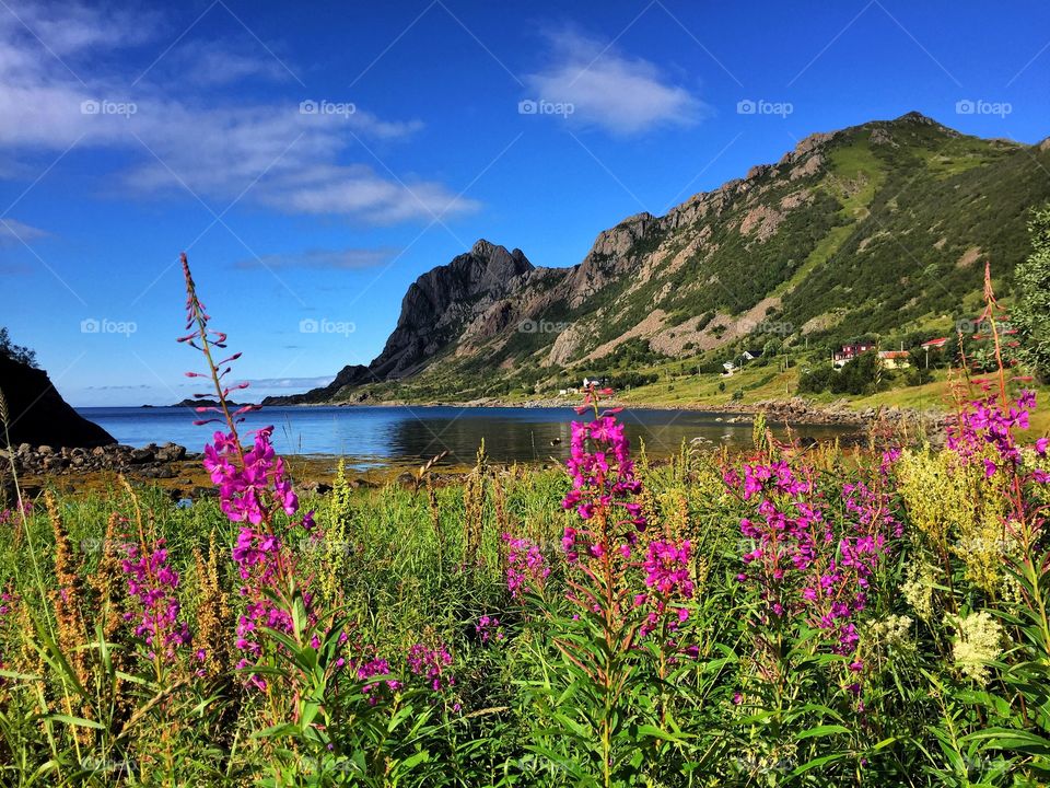 Flowers blooming at Lofoten Island