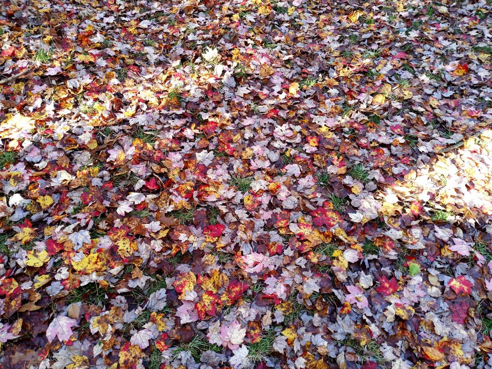 leaves everywhere
