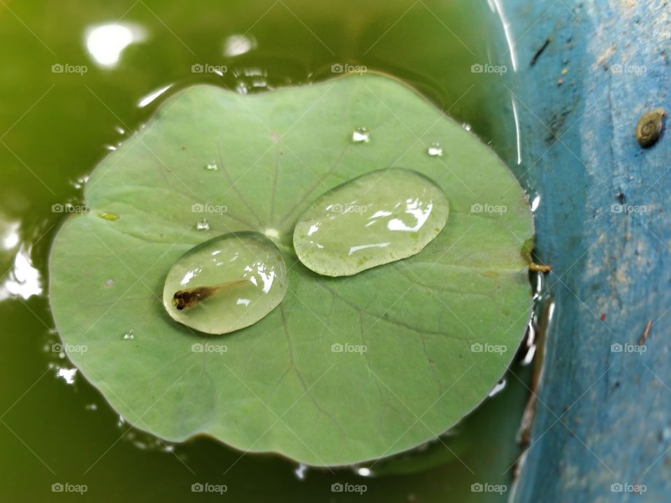 how we will see a fish in lotus leaf........ see the beauty