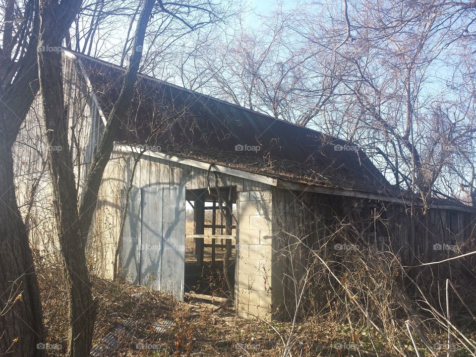 Old barn near bare trees