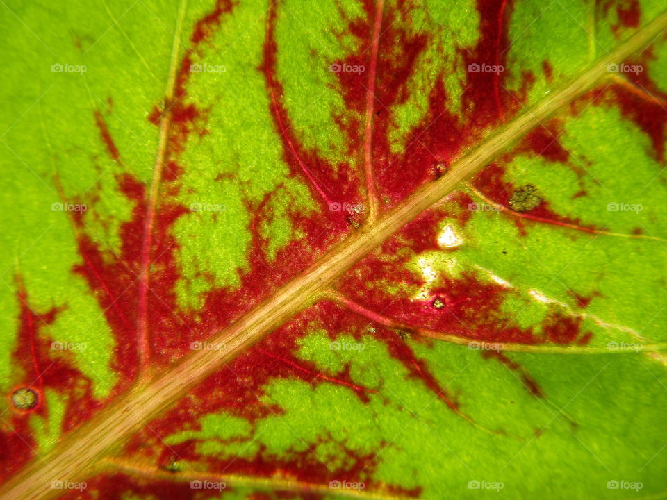 Beautiful Green red leaf Coleus amboinicus (Plectranthus amboinicus) or Coleus is a former genus of flowering plants in the family Lamiaceae