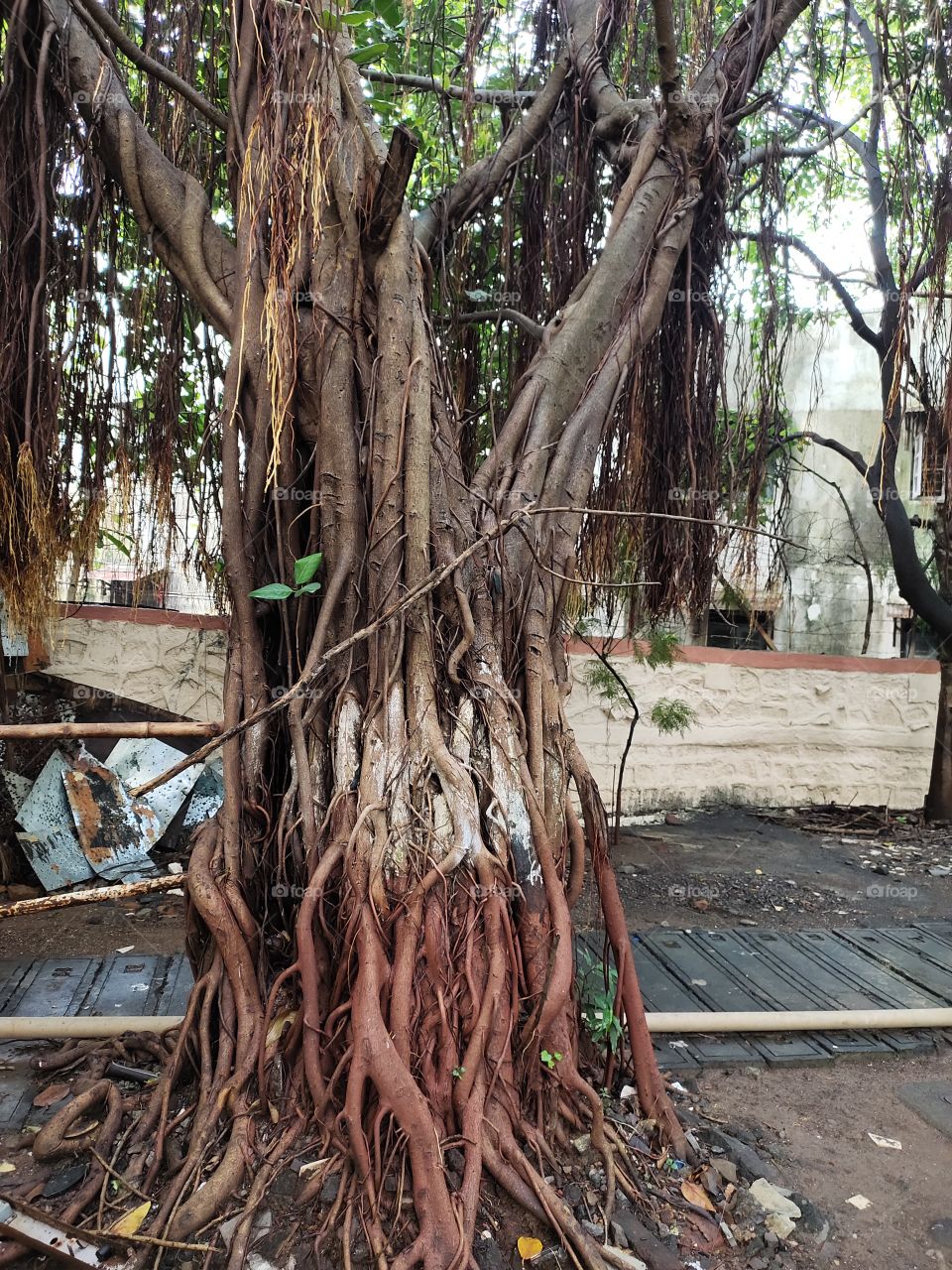 👁️📷👁️📷
Trunk and Roots
Natural Beauty
Old Baniyan Tree 🌲