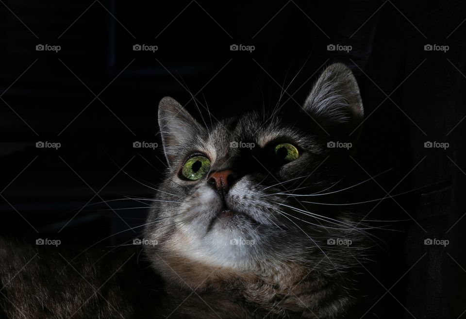 Close-up of cat on black background