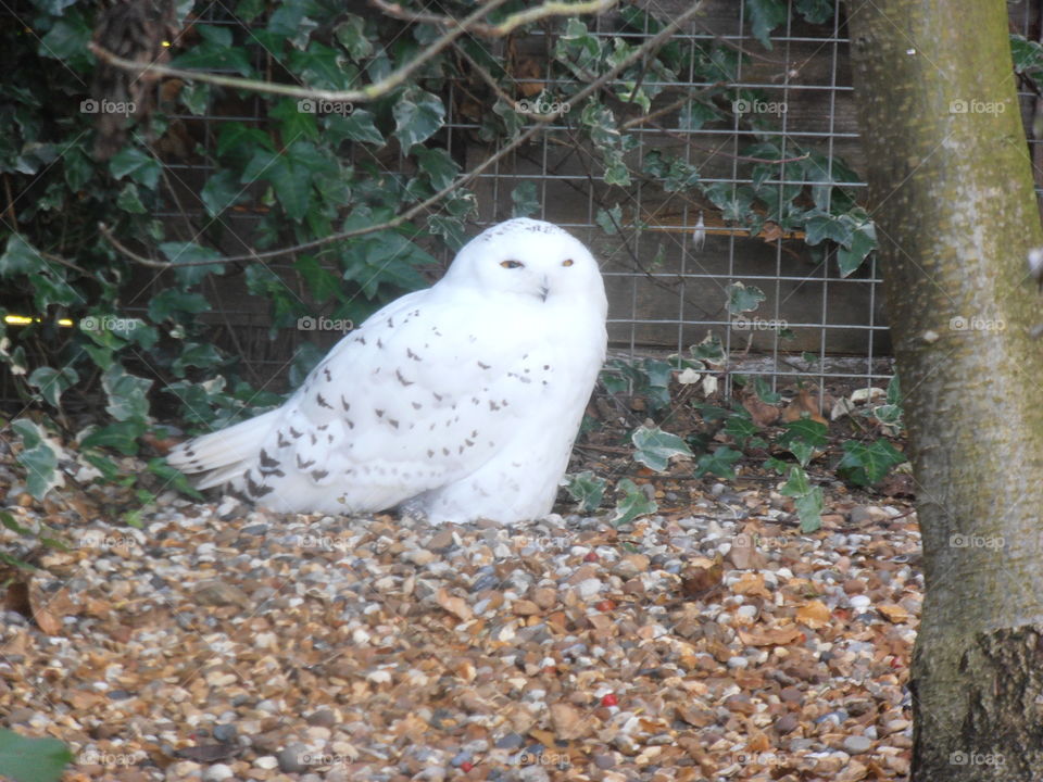 White Owl