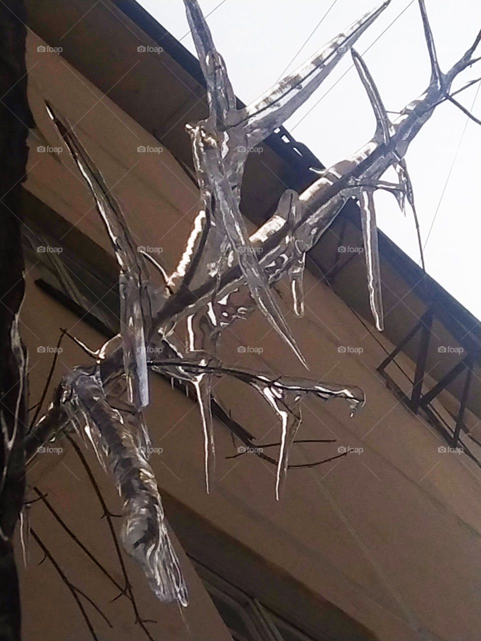 The branch of the tree is icy