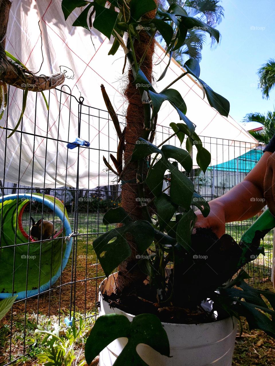 Gardening with the Bunny.