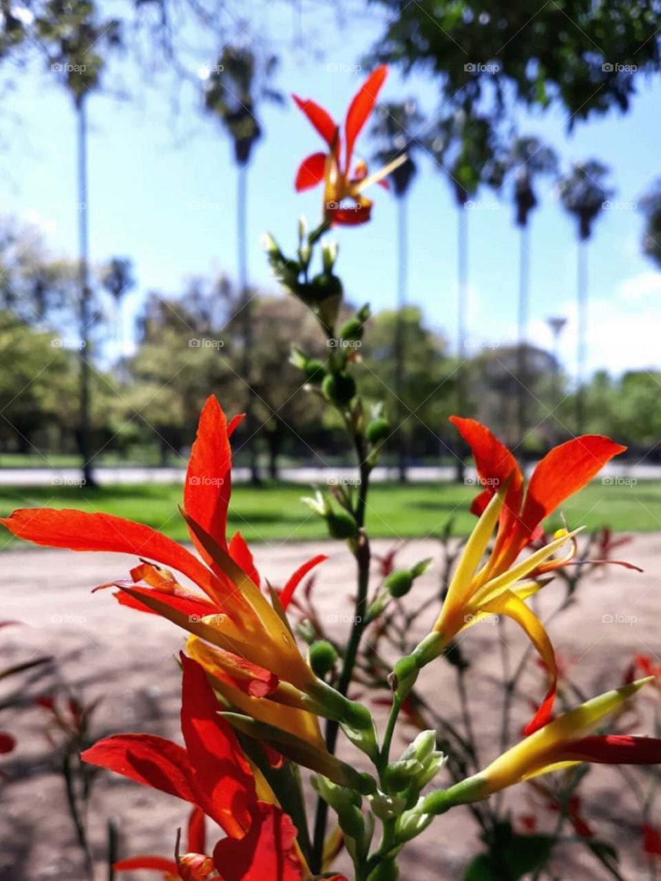Brazilian awesome flower