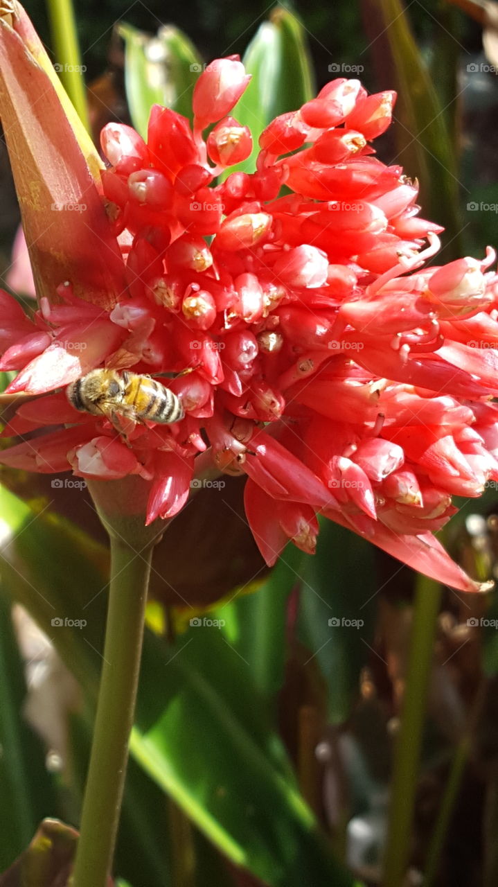 Red Flower w/Bee