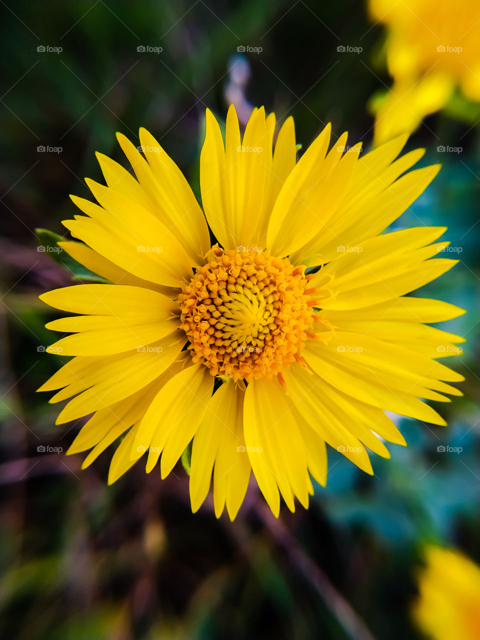 A close-up of a yellow arnica blossom in flower garden