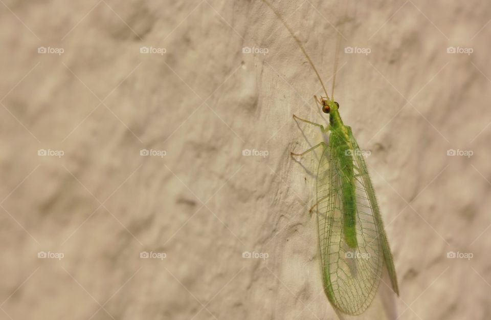 Green Lacewing