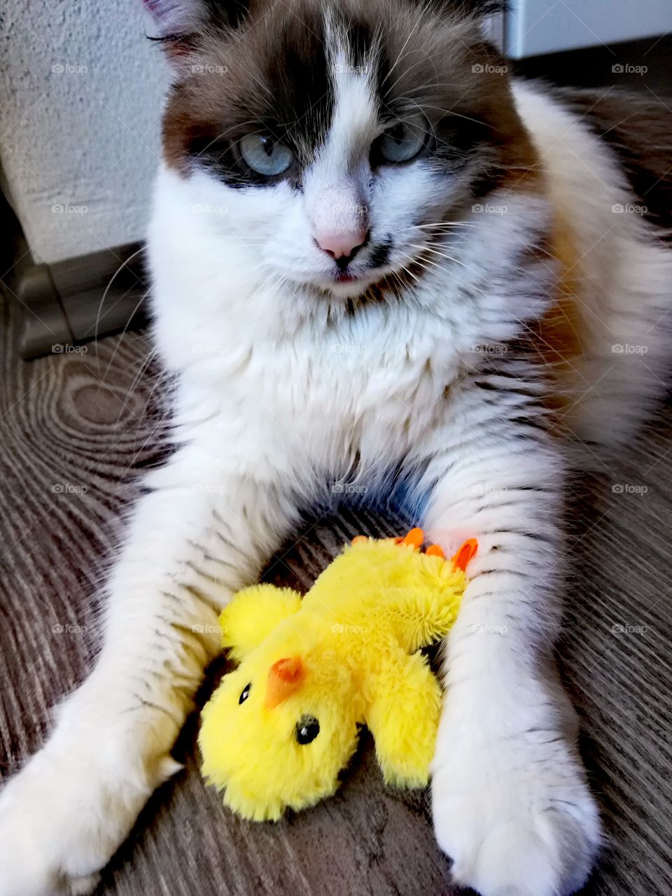 Jelly and her chick