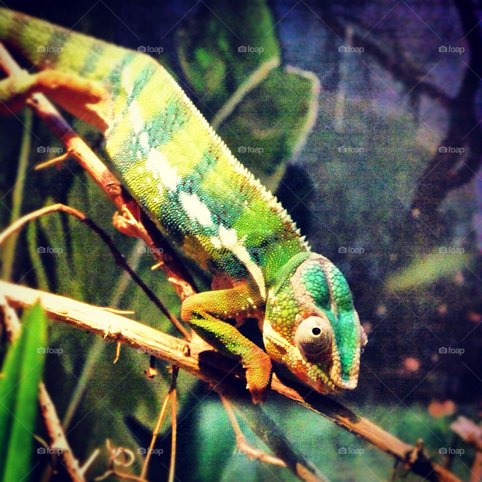 pretty colors animal zoo by tonyalynn