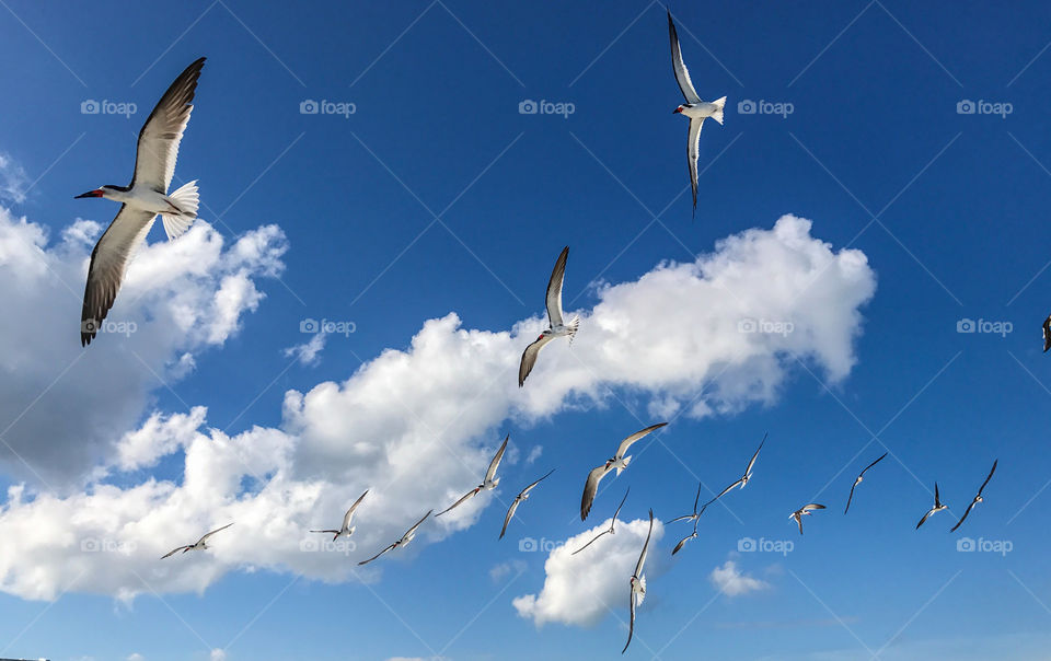 Clear blue skies filled with birds flying among the white fluffy clouds