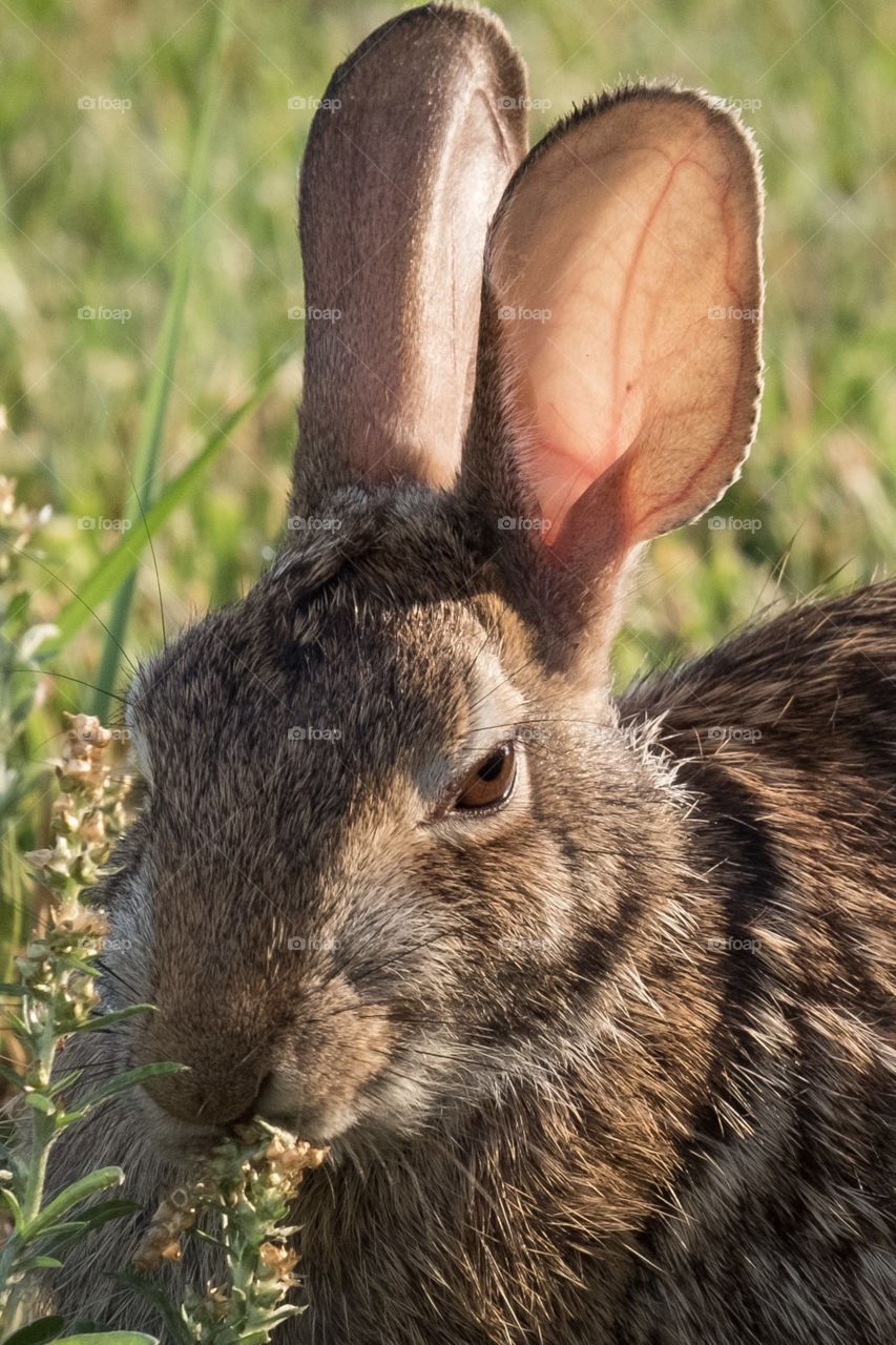 Foap, Wild Animals of the United States: A cottontail rabbit gives the camera a stink eye. Raleigh, North Carolina. 