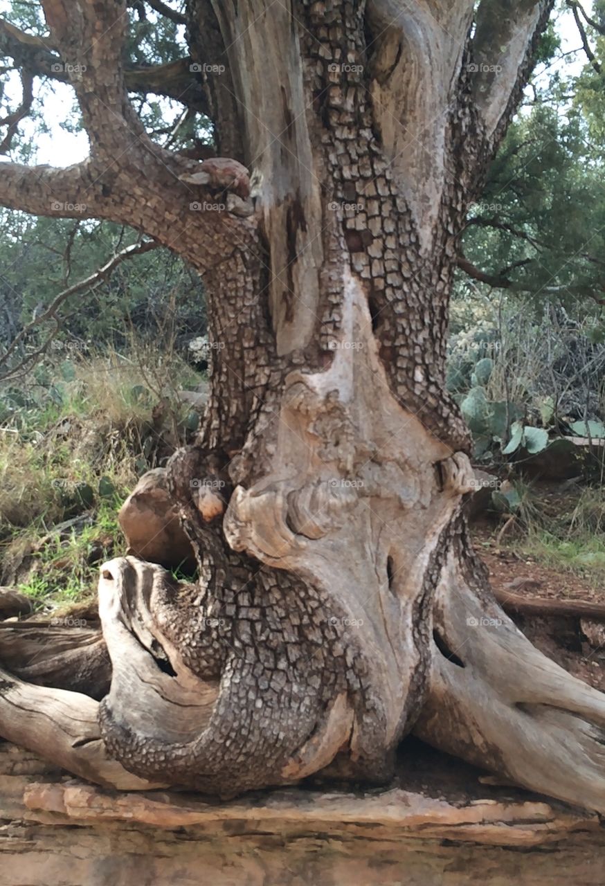 Twisted Trunk