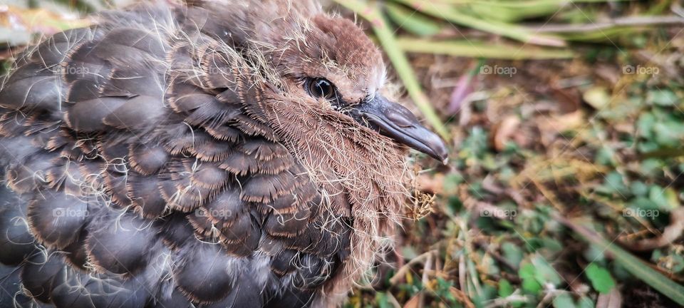 Young Dove