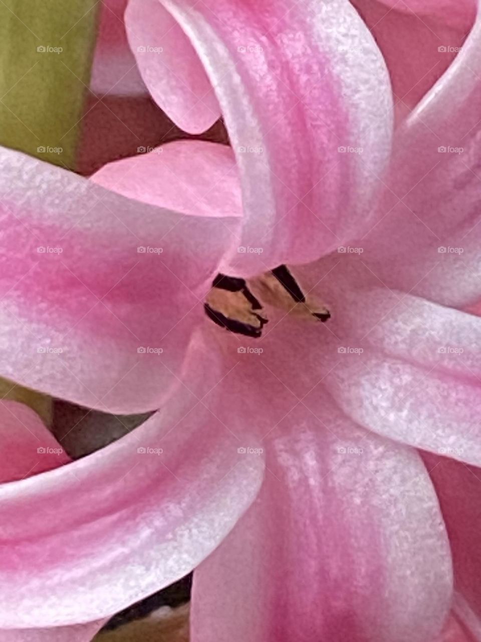 Macro of Beautiful pink spring blooming hyacinth flower 