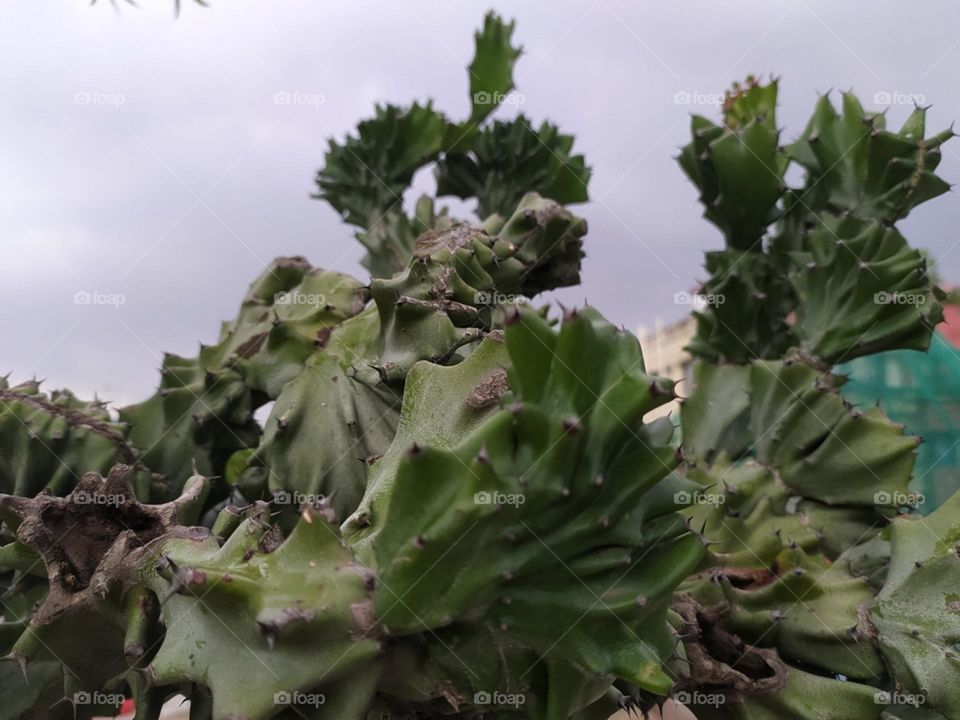Cactus shoot cloudy weather