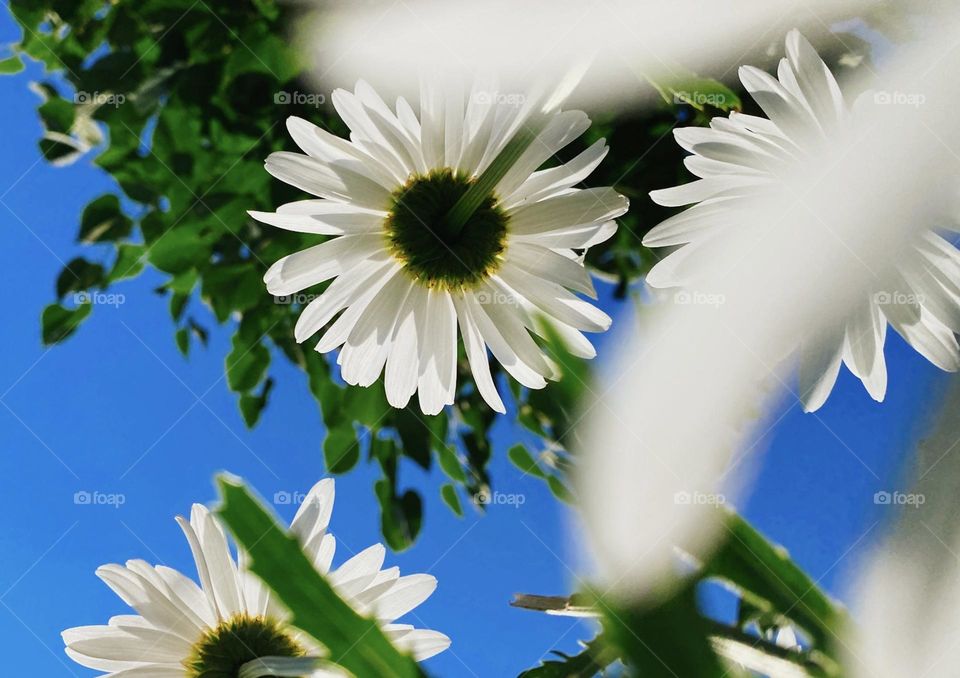 Enjoying the sun shine ✨ those amazing flowers 