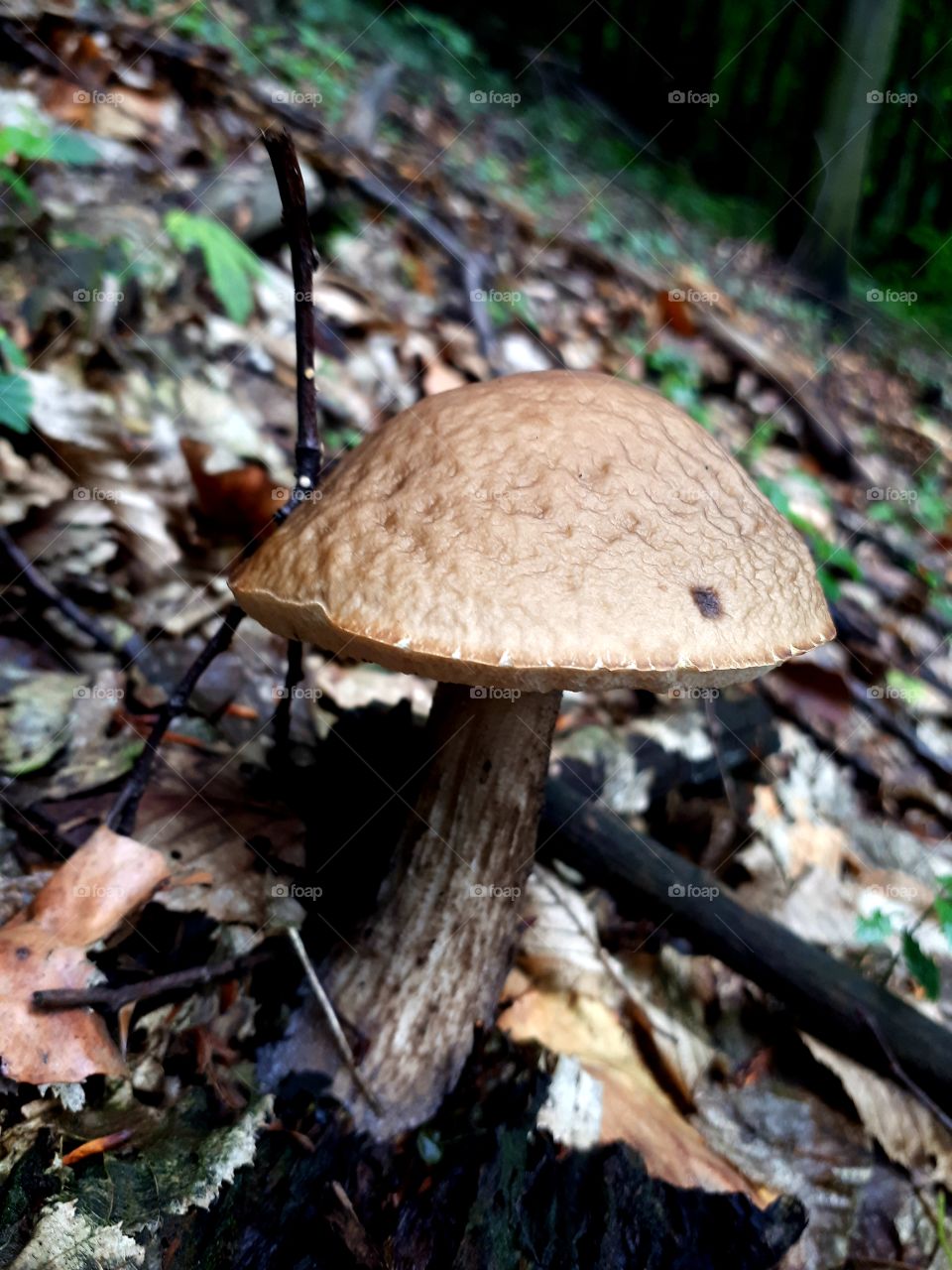 boletus leccinum versipelle (toxic)