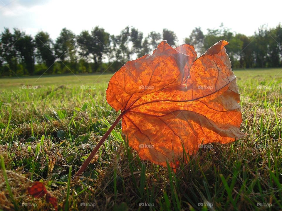 Herbst Blatt Goldbraun