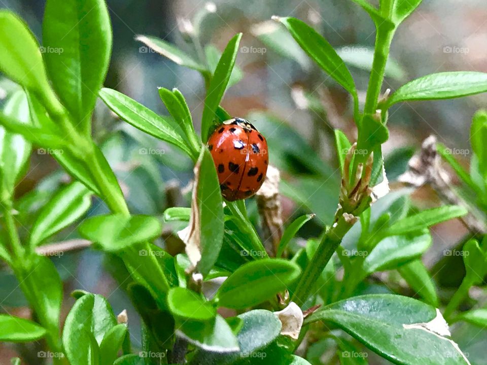 Ladybug Doing its Thing