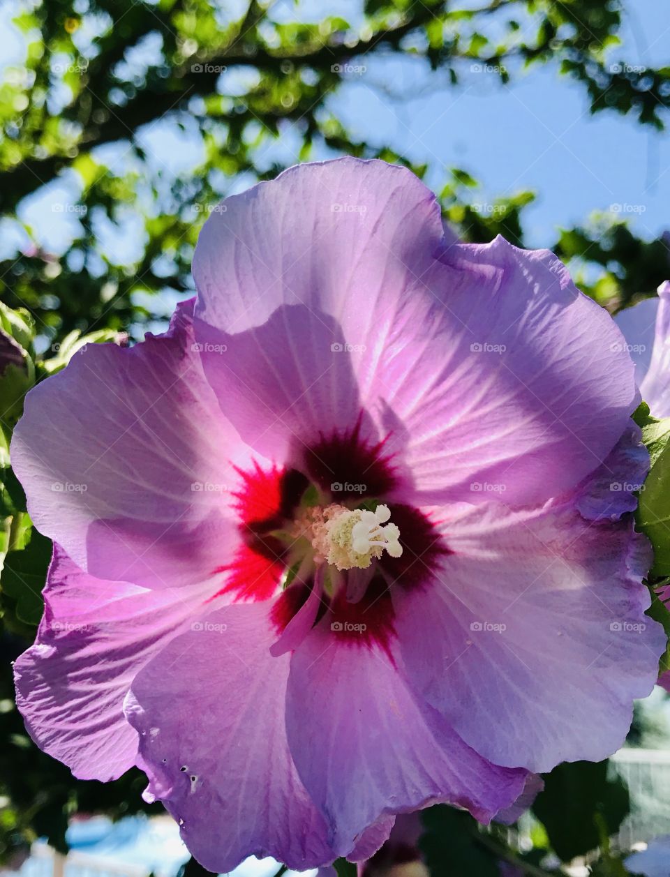 Pink flower on a tree—taken in Ludington, Michigan 