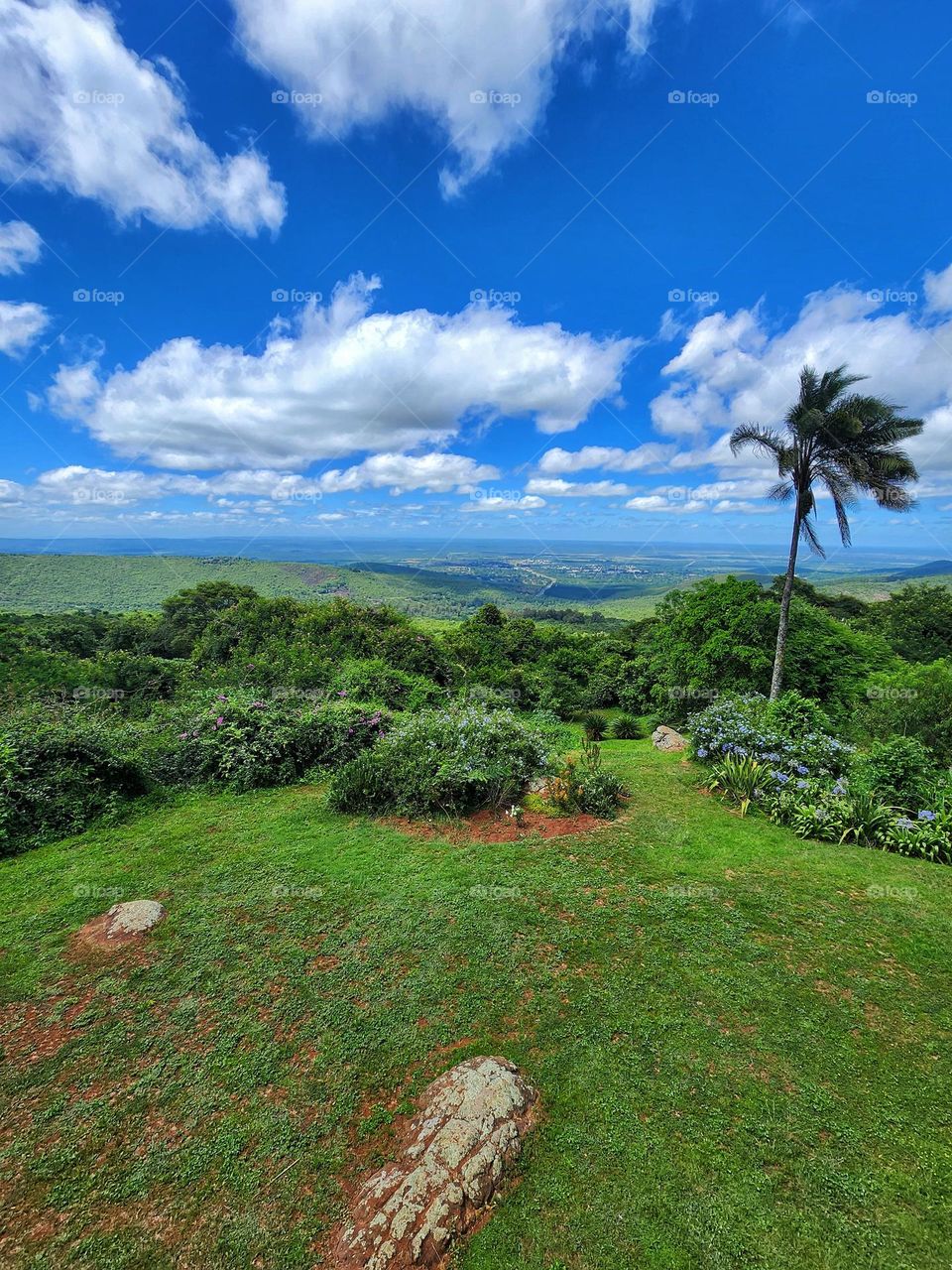 Green landscape with a palm tree and some clouds